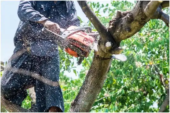 tree services Caledonia